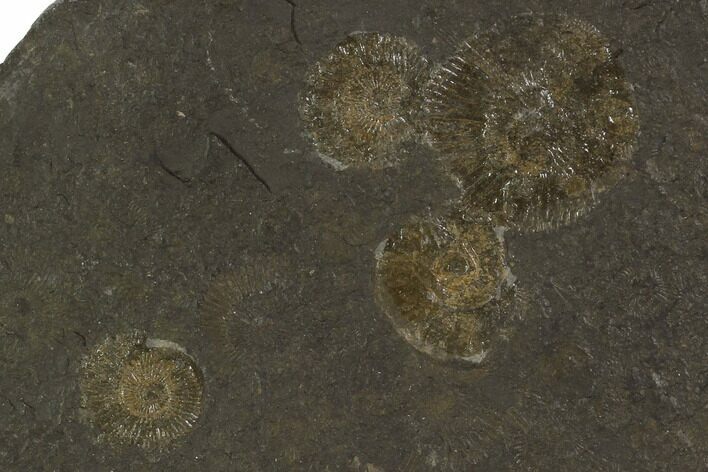 Dactylioceras Ammonite Cluster - Posidonia Shale, Germany #100258